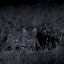 Black Footed Cat Cat GIF