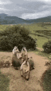a group of ground squirrels standing on their hind legs on a dirt path .