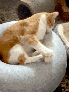 Red Cat GIF - Red Cat Cats GIFs
