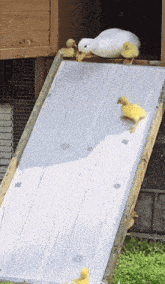 a white duck and two yellow ducklings are on a wooden slide