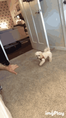 Willow Slow Walk GIF - Willow Slow Walk Learning To Walk GIFs