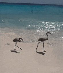 two flamingos walking on a beach near the ocean