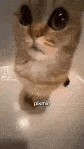 Pikmin GIF - Pikmin GIFs