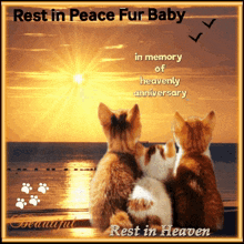 Furry Baby Pet Heavenly GIF - Furry Baby Pet Heavenly Cats GIFs