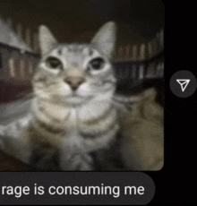 a blurred image of a cat with the words rage is consuming me below it