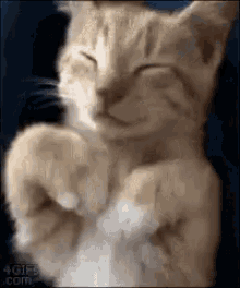 Cat Asleep GIF - Cat Asleep Stretch GIFs