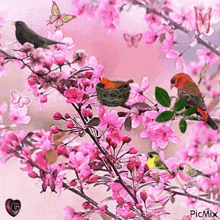 Cherry Blossoms Nature GIF