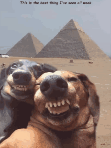 The 55 Most Hilarious Dog GIFs You Will Ever See - Shareably