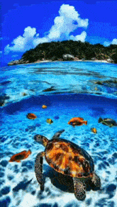 a sea turtle is swimming in the ocean with fish