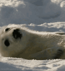 Seal Cute GIF - Seal Cute GIFs