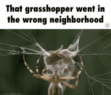 Grasshopper In The Wrong Neighborhood - Grasshopper GIF - Grasshopper Bug Spider GIFs