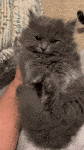 Cat Fuzzball GIF - Cat Fuzzball Fluffy GIFs