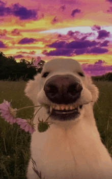 a dog is holding a flower in its mouth and smiling