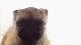 a close up of a dog 's face with water coming out of its nose .