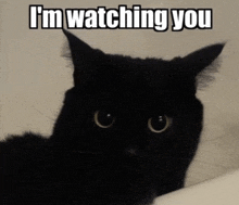 a black cat says i 'm watching you in a meme