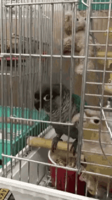 Bird Cage Prank GIF - Bird Cage Prank Trollolol GIFs