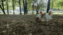 two dogs are playing in a park with a man in a red shirt in the background