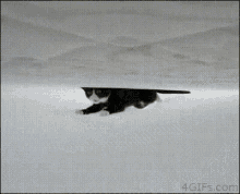 Cat Pussy GIF - Cat Pussy Flying GIFs