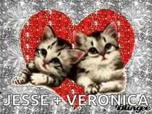 two kittens laying next to each other in front of a red heart .