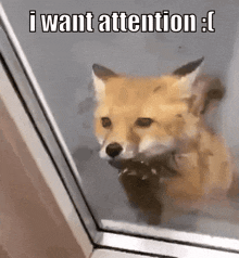 a fox is looking out a window with the words i want attention