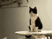 Cute Cat GIF - Cute Cat Lexy GIFs