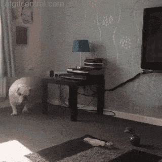 Bull In A China Shop GIFs | Tenor Bull In A China Shop GIFs | Tenor
