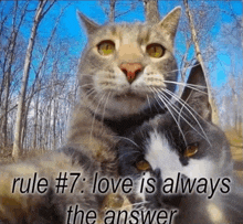 Cat Rule GIF - Cat Rule Seven GIFs