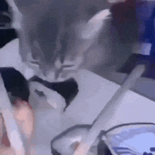 a cat is sitting on a table with a spoon in its mouth .