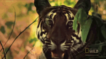 Smile For The Picture! GIF - At Geo Nat Geo Gi Fs Tiger GIFs