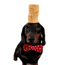 balancing the pet collective patience biscuit dog