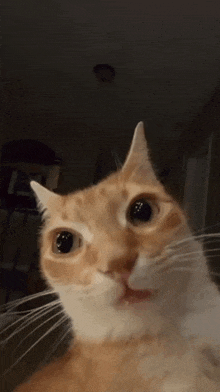 Orange Cat Stare GIF - Orange Cat Stare GIFs
