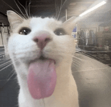 a white cat with a pink tongue sticking out of its mouth .