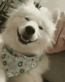 a white dog wearing a bandana and a collar is smiling .