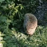 Hedgehog Scratch GIF - Hedgehog Scratch Scratching Back GIFs