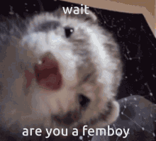 Femboy Ferret GIF - Femboy Ferret Stare GIFs