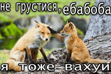 a couple of foxes are sitting next to each other on the ground .