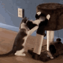 Cats Fighting GIF - Cats Fighting Two GIFs