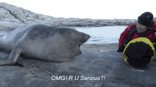 Curious Baby Elephant Seal GIF