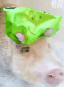 Pig This Is Happening GIF - Pig This Is Happening Cute GIFs