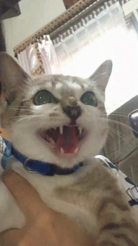 Angry kitty! - GIF - Imgur
