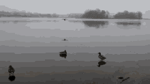 Duck Slide GIF - Duck Slide GIFs