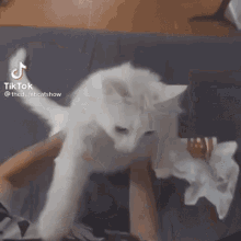 Featmkl Funny GIF - Featmkl Funny Cat GIFs