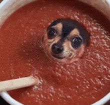 a small dog is sticking its head out of a bowl of tomato soup with a spoon .
