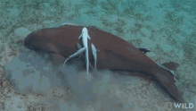 Eating Diving For Endangered Sea Turtles In Australia GIF - Eating Diving For Endangered Sea Turtles In Australia Chew GIFs