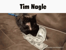 Cat Tim Nagle GIF - Cat Tim Nagle Money GIFs