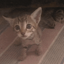 two kittens are laying on a striped rug one is yawning
