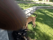 a brown dog standing next to a black dog on a lush green field
