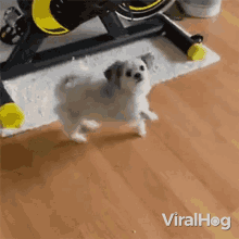 Dancing Viralhog GIF - Dancing Viralhog Dog Dance GIFs