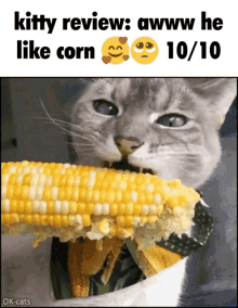 cat kitty kitty review kitten corn