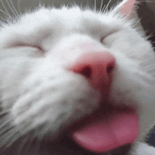 Kissi Kith GIF - Kissi Kith Mwah GIFs